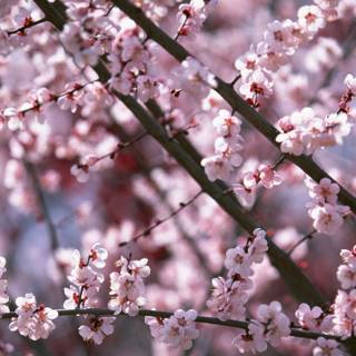 Pink spring aesthetic desktop wallpaper