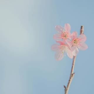 Pink spring aesthetic desktop wallpaper