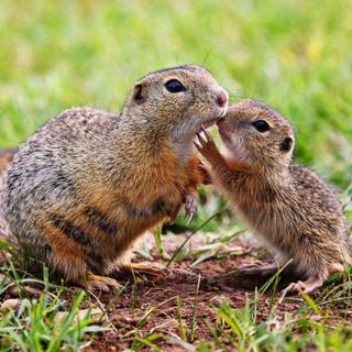 Mother's Day animal wallpaper