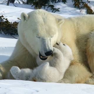 Mother's Day animal wallpaper