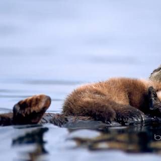 Mother's Day animal wallpaper