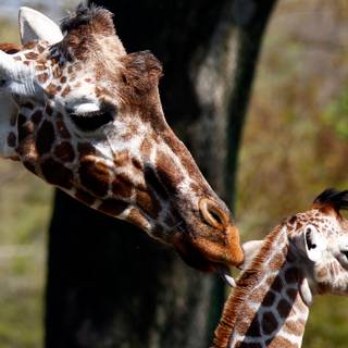 Mother's Day animal wallpaper