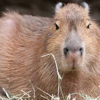 Capybara desktop wallpaper