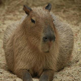 4k capybara wallpaper