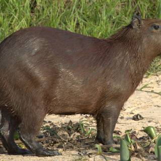 4k capybara wallpaper