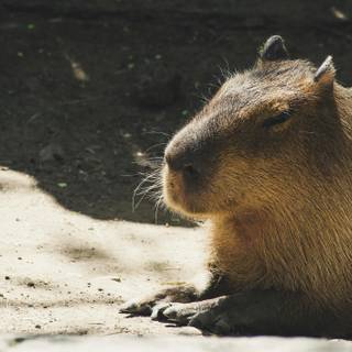 4k capybara wallpaper