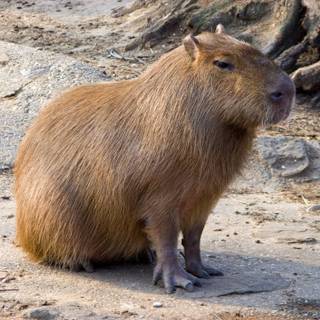 4k capybara wallpaper