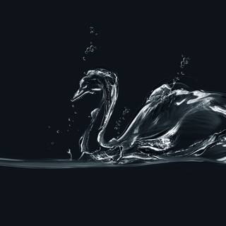 Swan 4k wallpaper