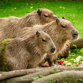 4k capybara wallpaper