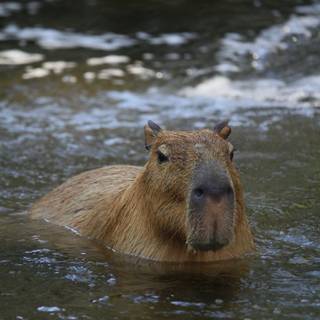 4k capybara wallpaper