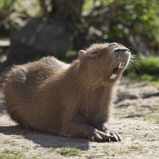 4k capybara wallpaper
