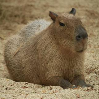 4k capybara wallpaper