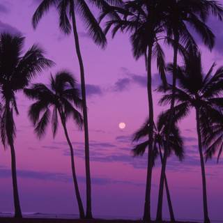 Purple and black sunset wallpaper