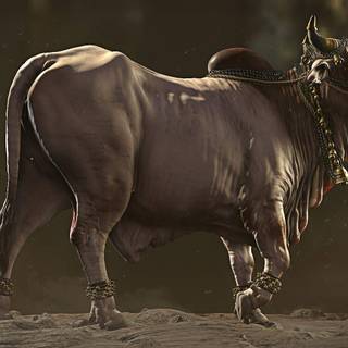 Shiva Nandi wallpaper