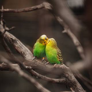 Beautiful birds Full HD mobile wallpaper