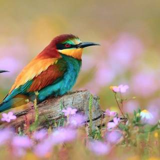 Beautiful birds Full HD mobile wallpaper