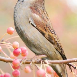 Beautiful birds Full HD mobile wallpaper