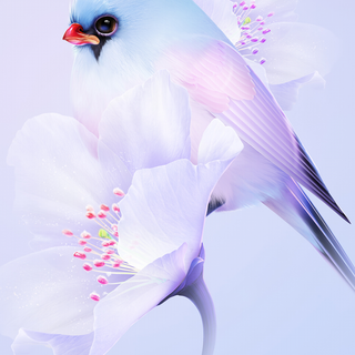 Beautiful birds Full HD mobile wallpaper