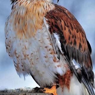 Beautiful birds Full HD mobile wallpaper