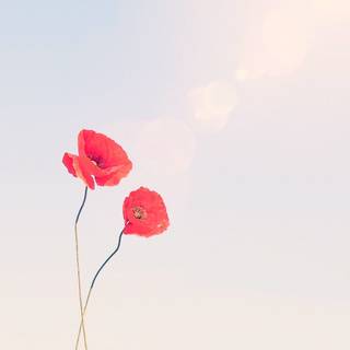 Unrequited phone wallpaper