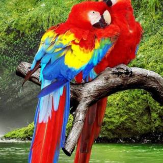 Beautiful birds Full HD mobile wallpaper