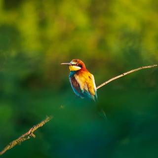 Beautiful birds Full HD mobile wallpaper