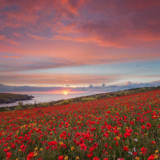 Aesthetic sunset computer wallpaper