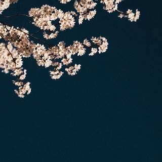 Wide aesthetic wallpaper