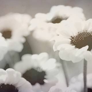 Wide aesthetic wallpaper