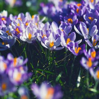 Early spring minimal wallpaper