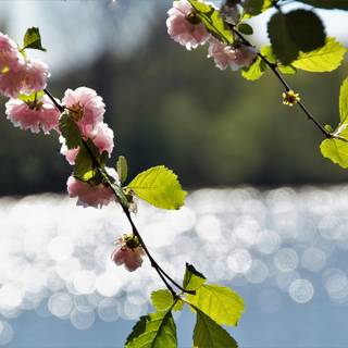 Early spring minimal wallpaper