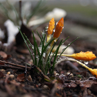 Early spring minimal wallpaper