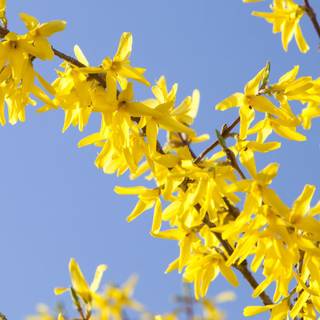 Early spring minimal wallpaper