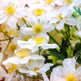 Early spring minimal wallpaper