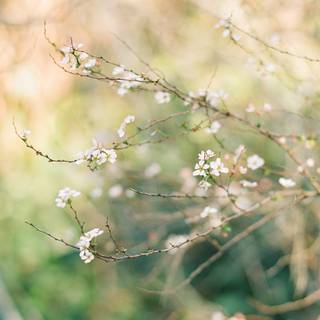 Early spring minimal wallpaper