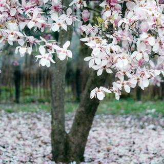 Early spring minimal wallpaper