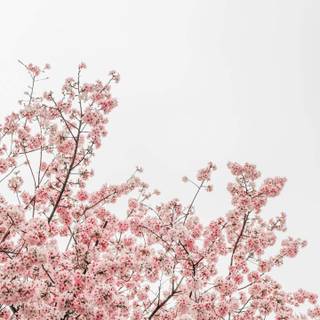 Early spring minimal wallpaper