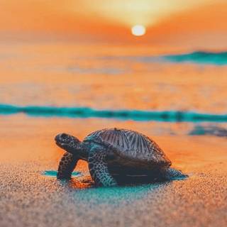 Cute sea turtle wallpaper
