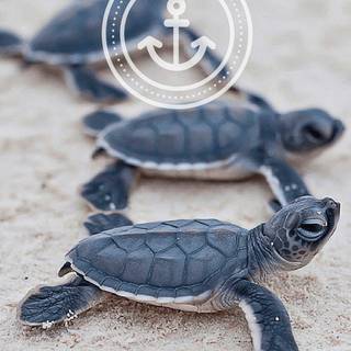 Sea turtle iPhone wallpaper