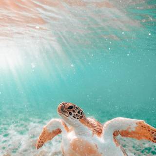 Cute sea turtle wallpaper