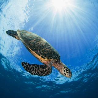 Cute sea turtle wallpaper