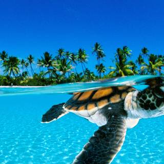Cute sea turtle wallpaper