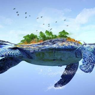 Cute sea turtle wallpaper