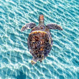 Cute sea turtle wallpaper