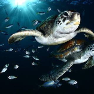 Cute sea turtle wallpaper