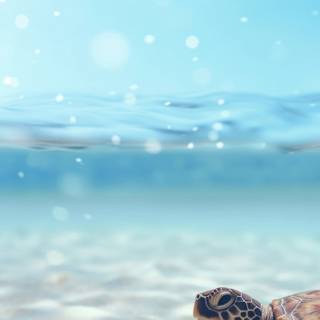 Cute sea turtle wallpaper