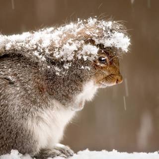 Winter cute animal wallpaper