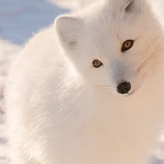 Winter cute animal wallpaper
