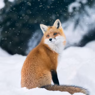 Winter cute animal wallpaper