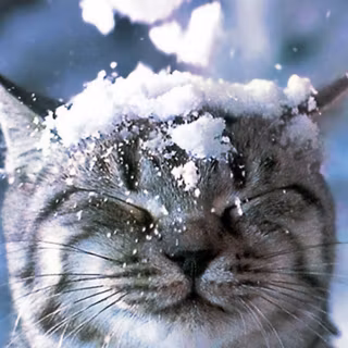 Winter cute animal wallpaper